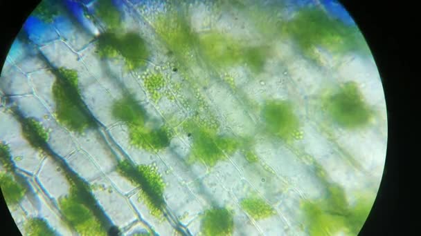 Зеленый хлорофилл, хлоропласты в структуре эукариотических клеток растений, увеличение в микроскопе. Закрыть фотосинтез листьев. GMO, DNA, cytology science, research and genengineering concept . — стоковое видео