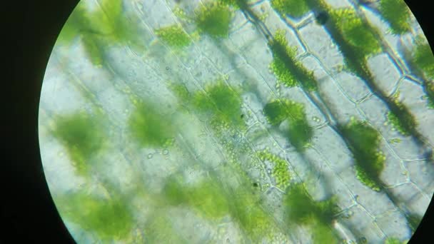 Green chlorophyll, chloroplasts in plant eukaryotic cell structures, magnification in microscope. Close up of leaf photosynthesis. GMO, DNA, cytology science, research and genetic engineering concept. — Stock Video