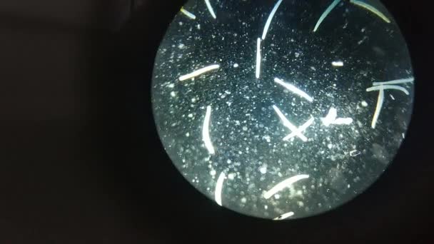 Close-up van Micro-organismen of microben in microscop vergroting. Macro, geen 3D animatie. Nano textuur van petrischaaltje in microbiologie lab. Abstracte conceptuele bio-achtergrond. Microscopie zoom. — Stockvideo