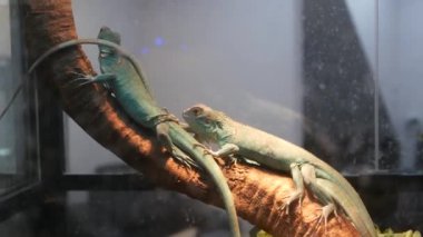 Bebek kertenkeleler teraryumda soğuyor. Bangkok, Tayland 'daki Chatuchak Pazarı' nda sıcak teraryumun içinde uzanan ve dinlenen küçük kertenkele.