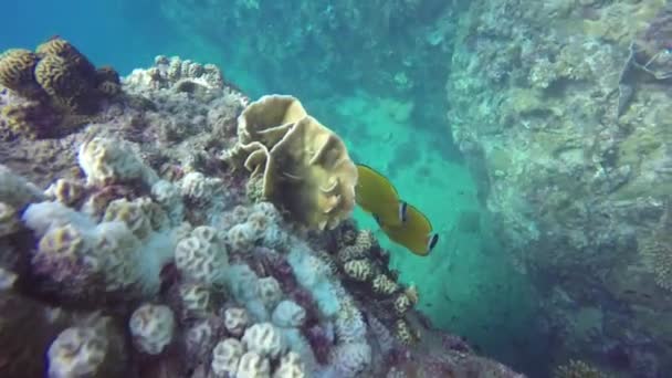 Marine scuba diving, Underwater colorful tropical coral reef seascape. School of sea fishes deep in the ocean. Soft and hard corals aquatic ecosystem paradise background. Water extreme sport as hobby. — Stock Video