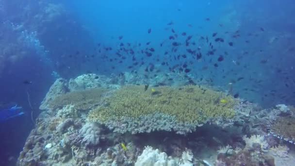 Deniz tüplü dalış, sualtı renkli tropikal mercan resifi deniz manzarası. Okyanusun derinliklerinde bir deniz balığı sürüsü. Yumuşak ve sert mercanlar deniz ekosistemi cennet arka planı. Hobi olarak su ekstrem spor. — Stok video