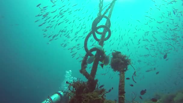 海洋潜水,水下五彩斑斓的热带珊瑚礁海景.海鱼群生活在海洋深处.软珊瑚和硬珊瑚水生生态系统的天堂背景。水极运动作为一种业余爱好. — 图库视频影像