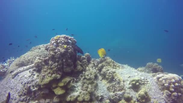 Морское дайвинг, подводный красочный тропический коралловый риф. Школа морских рыб глубоко в океане. Мягкие и твердые кораллы водные экосистемы рай фон. Водный экстремальный спорт как хобби . — стоковое видео
