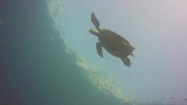 Tüplü dalış. Sualtı egzotik deniz manzarası. Deniz Kaplumbağası güneşli okyanus yüzeyinin altında. Sucul ekosistem cenneti arka planı. Su ekstrem spor hobisi, ada tatili. Şnorkelle yüzen yaban hayatı.