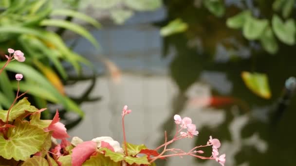 열 대 연못의 초록빛 식물. 공원에서 화창 한 날에 고요 한 열 대의 호수나 강에서 자라는 다양 한 이국적 인 식물들 — 비디오