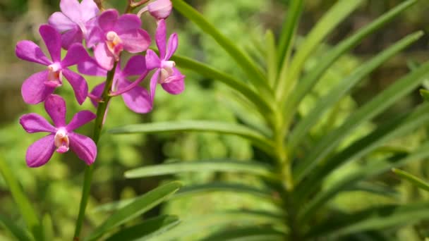 Macro desfocado perto, flor de orquídea tropical colorida no jardim da primavera, pétalas sensíveis entre folhagem exuberante ensolarada. Fundo exótico natural abstrato com espaço de cópia. Flor floral e padrão de folhas — Vídeo de Stock