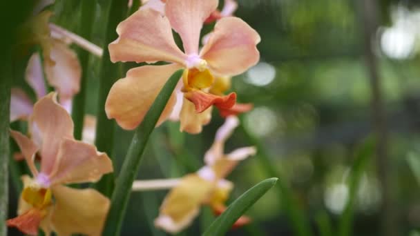 春の庭に咲くマクロ、カラフルな熱帯蘭の花、日当たりの良い緑豊かな葉の間で柔らかい花弁を閉じます。概要コピースペースを持つ自然エキゾチックな背景。花や葉の模様 — ストック動画