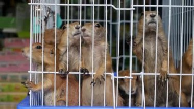 Mutsuz, şirin çayır köpeği yavrusu markette acı çekiyor. Satılık hayvanlar. Depresyondaki dağ sıçanının yemek istemesi. Yardım isteyen komik patiler. Parmaklıklar arkasında duran hayvanlar. Kafesteki domuz ailesi üzgün gözlerle.