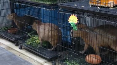 Pazarda küçük kafeslerde kapibaralar. Bangkok, Tayland 'daki Chatuchak Market' in evcil hayvan bölümünde küçük kafeslerde hapsolmuş sevimli kapibaralar.