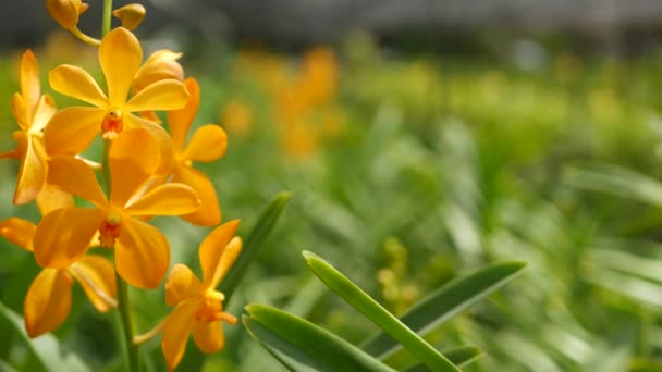 Suddig makro närbild, färgglada tropiska orkidé blomma i vår trädgård, mjuka kronblad bland soliga frodiga lövverk. Abstrakt naturlig exotisk bakgrund med kopieringsutrymme. Blommor och blad mönster — Stockvideo