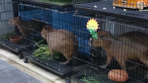 Capybarák kis ketrecekben a piacon. Imádnivaló capybarák csapdába kis ketrecekben kisállat szakasz Chatuchak Market Bangkokban, Thaiföld — Stock videók