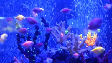 Renkli canlı balıklar parlıyor, mor akvaryum ultraviyole ışık altında. Mor floresan tropikal cennet egzotik arka plan, parlak ekosistem, canlı fantezi dekoratik neon tank