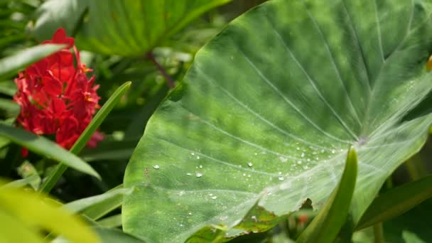 Makro buram dekat, berwarna-warni bunga anggrek tropis di taman musim semi, kelopak lembut di antara dedaunan lebat yang cerah. Latar belakang eksotis alami abstrak dengan ruang fotokopi. Bunga mekar dan daun pola — Stok Video