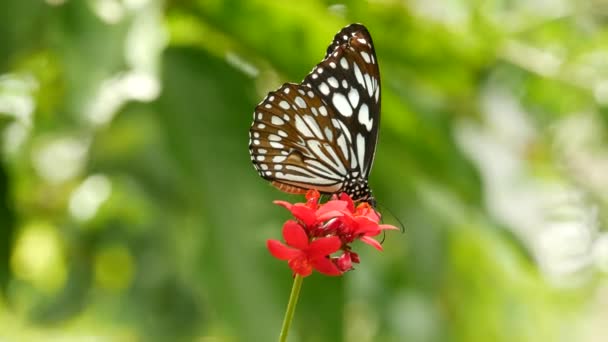 Tropical exotic butterfly in jungle rainforest sitting on green leaves, macro close up. Spring paradise, lush foliage natural background, defocused greenery in the woods. Fresh sunny romantic garden — Stock Video