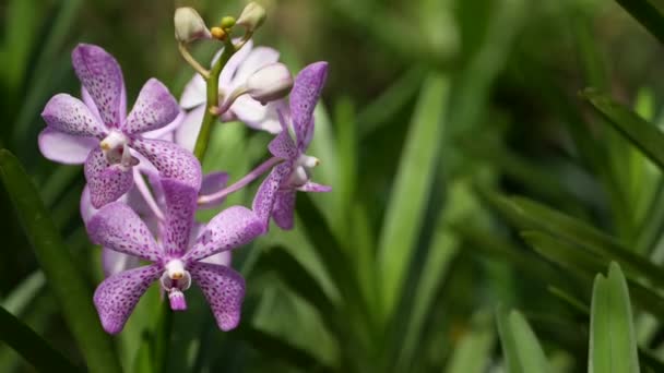 春の庭に咲くマクロ、カラフルな熱帯蘭の花、日当たりの良い緑豊かな葉の間で柔らかい花弁を閉じます。概要コピースペースを持つ自然エキゾチックな背景。花や葉の模様 — ストック動画