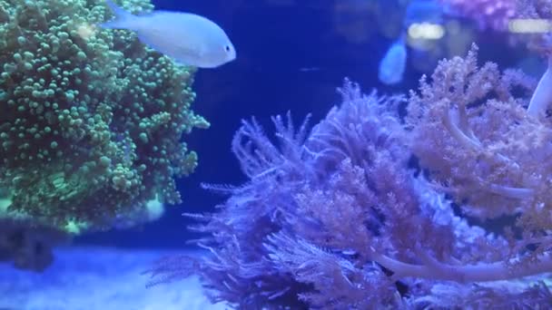 Soorten zachte koralen en vissen in lila aquarium onder violet of ultraviolet uv licht. Paarse fluorescerende tropische aquatische paradijs exotische achtergrond, koraal in roze levendige fantasie decoratieve tank — Stockvideo