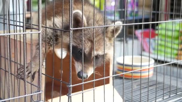 Ciekawy szop w małej klatce na rynku zoologicznym. Słodki szop siedzi na drewnianym pudełku i patrzy na małą klatkę będąc przetrzymywanym w niewoli na targu Chatuchak w Bangkoku, Tajlandia — Wideo stockowe