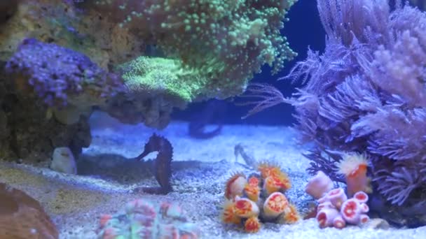 Mořský koník uprostřed korálů v akváriu. Zblízka mořští koníci plavat v blízkosti nádherné korály v čisté vodě akvária. Mořské podvodní tropické exotický život přírodní pozadí. — Stock video