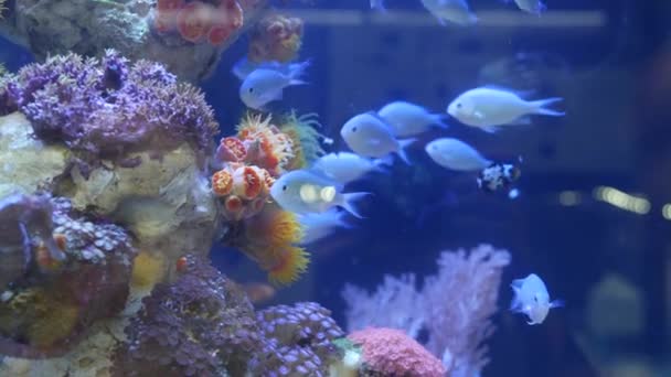 Види м'яких коралів і риб в акваріумі під фіолетовим або ультрафіолетовим ультрафіолетовим світлом. Фіолетовий флуоресцентний тропічний водяний рай екзотичний фон, корали в рожевому яскравому фантастичному декоративному баку — стокове відео