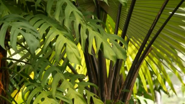 Monstera tropical exótico suculento deixa pano de fundo textura, copyspace. Folhagem exuberante, vegetação no jardim paradisíaco. Abstrato natural verde escuro vegetação floresta fundo padrão, selvagem verão floresta tropical. — Vídeo de Stock