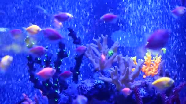 Coloridos peces vivos brillan, acuario violeta bajo luz ultravioleta ultravioleta. Púrpura fluorescente tropical paraíso acuático exótico fondo, brillante ecosistema luminoso, vibrante fantasía decorativo tanque de neón — Vídeo de stock