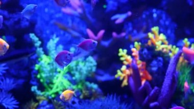 Renkli canlı balıklar parlıyor, mor akvaryum ultraviyole ışık altında. Mor floresan tropikal cennet egzotik arka plan, parlak ekosistem, canlı fantezi dekoratik neon tank