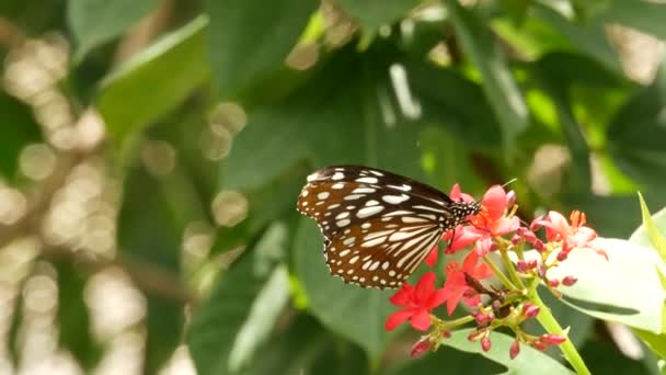 Borboleta exótica tropical na selva floresta tropical sentado em folhas verdes, macro close up. Paraíso da primavera, folhagem exuberante fundo natural, vegetação desfocada na floresta. Jardim romântico ensolarado fresco — Vídeo de Stock