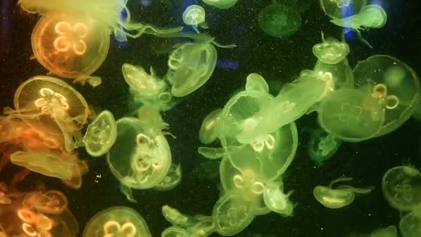 Shiny vibrant fluorescent jellyfish glow underwater, dark neon dynamic pulsating ultraviolet blurred background. Fantasy hypnotic mystic pcychedelic dance. Vivid phosphorescent cosmic medusa dancing — Stock Video