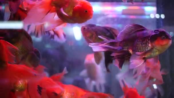 Mångfald av tropiska fiskar i exotiska dekorativa akvarium. Sortiment i chatuchak fiskmarknad djuraffärer. Närbild av färgglada husdjur visas på bås. Sort till salu på disk, handel på basaren — Stockvideo