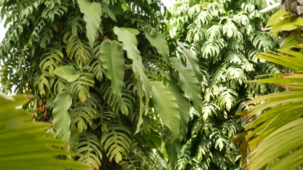 Soczyste egzotyczne potwory tropikalne pozostawia tło tekstury, przestrzeń do kopiowania. Bujne liście, zieleń w rajskim ogrodzie. Streszczenie naturalny ciemnozielony dżungla roślinność tło wzór, dziki letni las deszczowy. — Wideo stockowe
