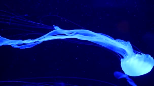 Shiny vibrant fluorescent jellyfish glow underwater, dark neon dynamic pulsating ultraviolet blurred background. Fantasy hypnotic mystic pcychedelic dance. Vivid phosphorescent cosmic medusa dancing — Stock Video