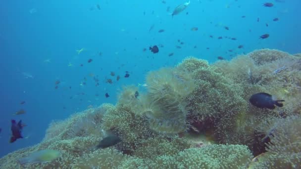水肺潜水,水下五彩斑斓的热带珊瑚礁花园海景.海洋鱼类，深海鱼类。海葵场，软珊瑚水生共生生态系统，天堂泻湖背景. — 图库视频影像