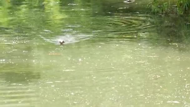 アジアの一般的な水は、アジア原産の大型のワニトカゲを監視します。川岸、湖や池の近くの緑の芝生の上でバラヌス救助者。カルニヴォア爬虫類狩り。バンコク通りの野生のドラゴン捕食者 — ストック動画
