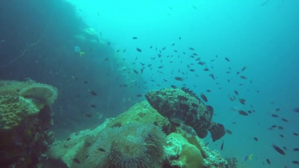 Marine scuba diving. Underwater tropical coral reef seascape. Huge giant grouper deep in ocean aquatic corals ecosystem. Large brindlebass or brown spotted cod or bumblebee. Water extreme sport hobby — Stock Video