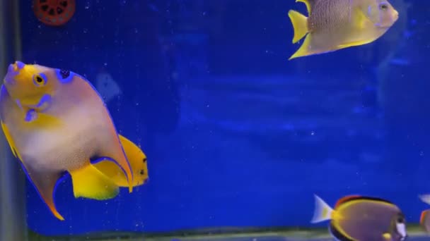 Diversidade de peixes tropicais em aquário decorativo exótico. Sortimento em chatuchak mercado de peixe pet shops. Close up de animais de estimação coloridos exibidos em barracas. Variedade para venda no balcão, negociação no bazar — Vídeo de Stock