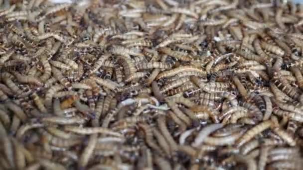 Many beetle larvae crawling in container. Small alive mealworms for food preparation crawling on bottom of container on market — Stock Video