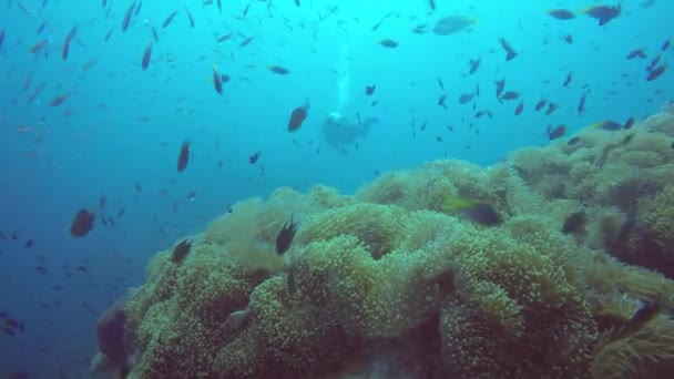 Mergulho marinho, subaquático colorido recife de coral tropical jardim seascape. Escola de peixes marinhos, oceano profundo. Campo de anêmonas do mar, corais macios ecossistema simbiose aquática, paraíso fundo lagoa . — Vídeo de Stock