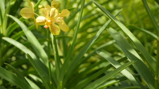 Suddig makro närbild, färgglada tropiska orkidé blomma i vår trädgård, mjuka kronblad bland soliga frodiga lövverk. Abstrakt naturlig exotisk bakgrund med kopieringsutrymme. Blommor och blad mönster — Stockvideo