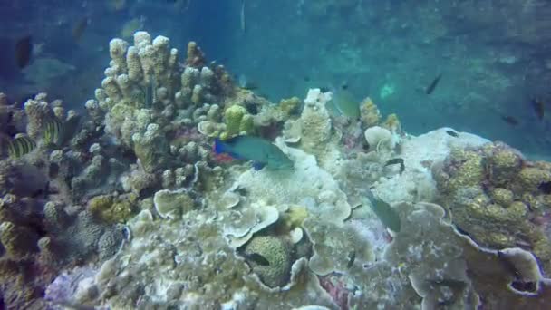 Tengerjáró búvárkodás, víz alatti színes trópusi korallzátonyok. A tengeri halak iskolája mélyen az óceánban. Puha és kemény korallok vízi ökoszisztéma paradicsom háttér. Vízi extrém sport mint hobbi. — Stock videók