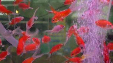 Egzotik dekoratif akvaryumdaki tropik balıkların çeşitliliği. Chatuchak balık pazarındaki hayvan dükkanlarında çeşitli ürünler. Tezgahlarda sergilenen renkli evcil hayvanları kapatın. Tezgahta satılık çeşitlilik, pazarda ticaret