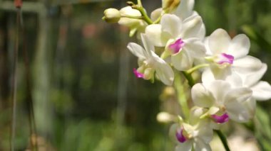 Bulanık makrolar, bahar bahçesinde renkli tropikal orkide çiçekleri, güneşli yemyeşil yaprakların arasında narin yapraklar. Kopya alanı olan soyut doğal egzotik arkaplan. Çiçek açar ve iz bırakır.