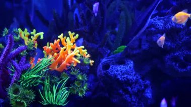 Renkli canlı balıklar parlıyor, mor akvaryum ultraviyole ışık altında. Mor floresan tropikal cennet egzotik arka plan, parlak ekosistem, canlı fantezi dekoratik neon tank