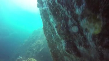 Deniz tüplü dalış, sualtı renkli tropikal mercan resifi deniz manzarası. Okyanusun derinliklerinde bir deniz balığı sürüsü. Yumuşak ve sert mercanlar deniz ekosistemi cennet arka planı. Hobi olarak su ekstrem spor.