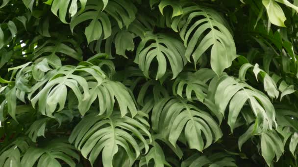 Monstera tropical exótico suculento deixa pano de fundo textura, copyspace. Folhagem exuberante, vegetação no jardim paradisíaco. Abstrato natural verde escuro vegetação floresta fundo padrão, selvagem verão floresta tropical. — Vídeo de Stock