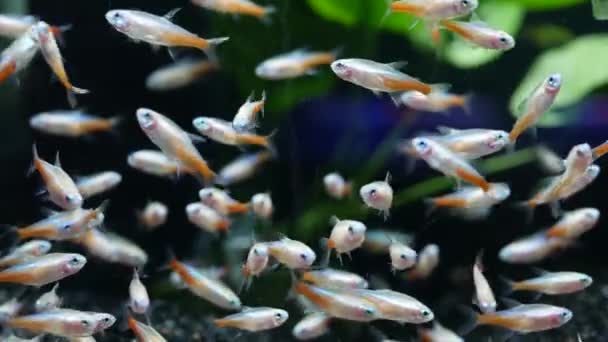 Diversidad de peces tropicales en acuario decorativo exótico. Surtido en las tiendas de mascotas del mercado de pescado chatuchak. Primer plano de las mascotas de colores que se muestran en los puestos. Variedad en venta en mostrador, comercio en bazar — Vídeos de Stock