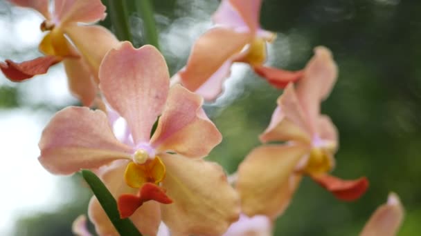Размытый макро крупным планом, красочный тропический цветок орхидеи в весеннем саду, нежные лепестки среди солнечной пышной листвы. Абстрактный экзотический фон с пространством для копирования. Цветочный узор и листья — стоковое видео