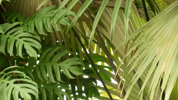 Juicy exotiska tropiska monstera lämnar konsistens bakgrund, copyspace. lummigt lövverk, grönska i paradisets trädgård. Abstrakt naturlig mörkgrön djungel vegetation bakgrund mönster, vilda sommaren regnskog. — Stockvideo