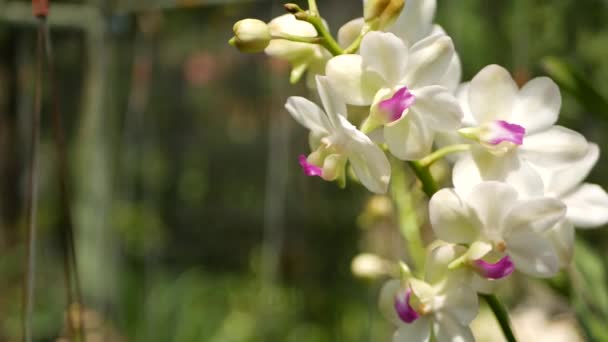 macro-gros plan flou, fleur d'orchidée tropicale colorée dans le jardin de printemps, pétales tendres parmi le feuillage luxuriant ensoleillé. Fond exotique naturel abstrait avec espace de copie. Floraison florale et motif de feuilles