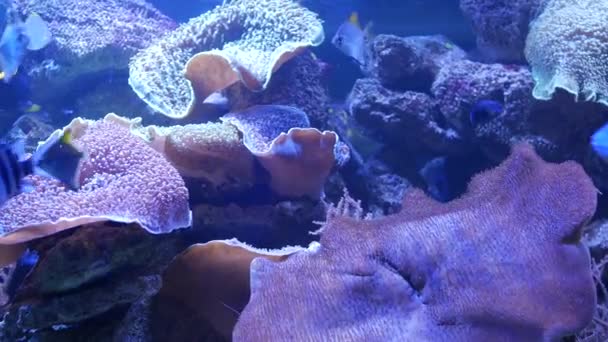 Especie de corales blandos y peces en acuario de lillac bajo luz ultravioleta o violeta. Púrpura fluorescente tropical paraíso acuático exótico fondo, coral en rosa vibrante fantasía tanque decorativo — Vídeo de stock